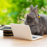 Busy Bunny? 8 Quick Ways to Spruce-up your Website this Spring