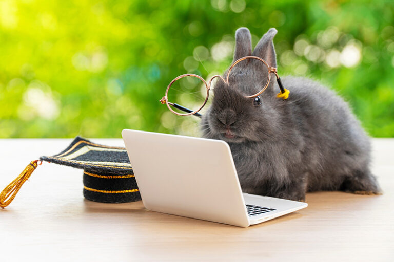 Busy Bunny? 8 Quick Ways to Spruce-up your Website this Spring